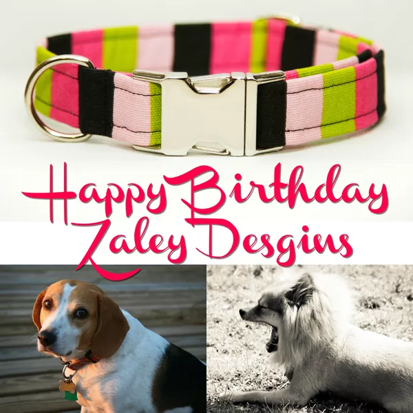 Spotlight Feature // Zaley Designs, dog collars