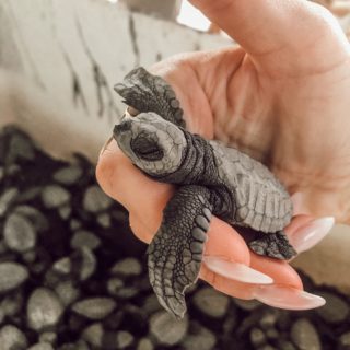Turtle Conservation